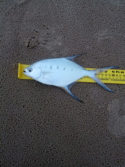 Trachinotus coppingeri