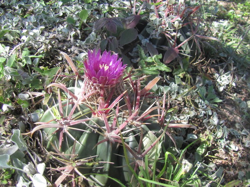 Devil's Tongue Barrel Cactus