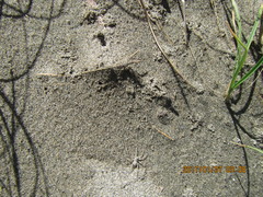 Anoteropsis litoralis