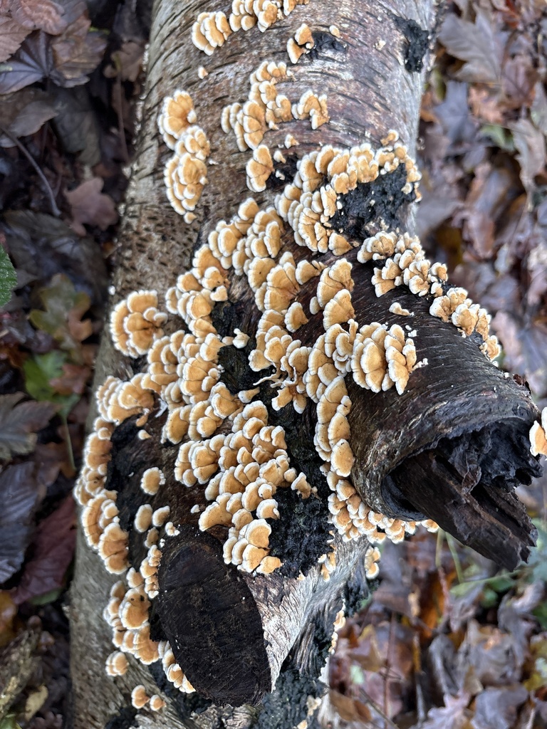 Plicatura crispa · December 2025 · photo: © emmar90 (iNaturalist, cc-by)