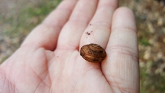 Helminthoglypta sonoma