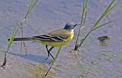 Motacilla flava cinereocapilla