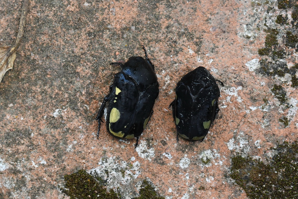 Gymnetis bomplandi
