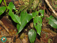 Brassavola