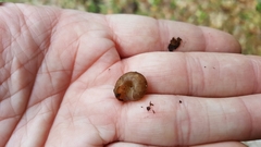 Helminthoglypta sonoma