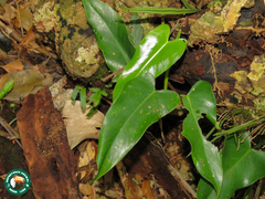 Brassavola