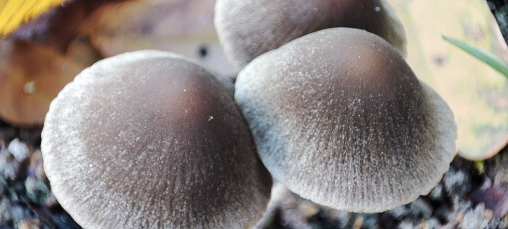 Psathyrella · December 2025 · photo: © niichneumon (iNaturalist, cc0)