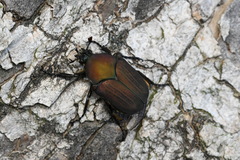 Allorrhina cornifrons