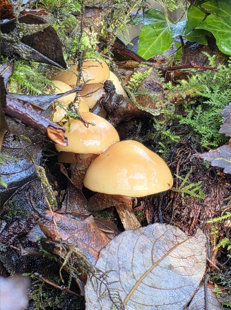 Kuehneromyces mutabilis · December 2025 · photo: © sabear (iNaturalist, cc0)