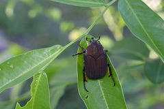 Allorrhina cornifrons