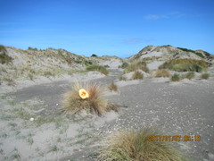 Anoteropsis litoralis