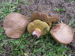 Xerocomellus salicicola