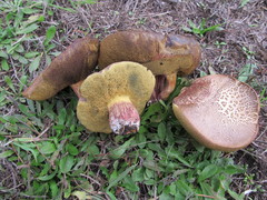 Xerocomellus salicicola