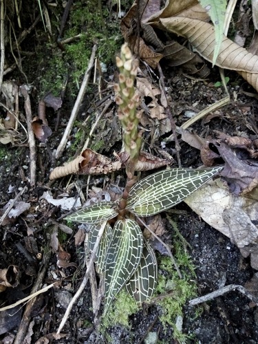Shaggy goodyera (Goodyera hispida)