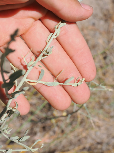 Nitre Goosefoot (Chenopodium nitrariaceum)