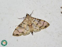 Azochis gripusalis