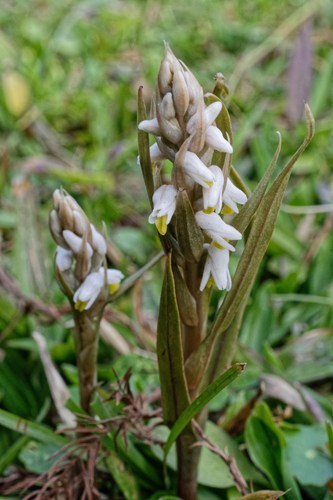 Zeuxine strateumatica