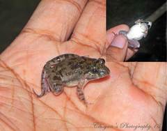 Minervarya syhadrensis