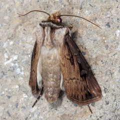 Agrotis volubilis