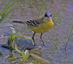 Motacilla flava cinereocapilla
