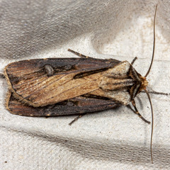 Agrotis volubilis