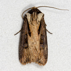 Agrotis volubilis