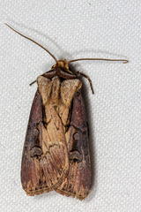 Agrotis volubilis