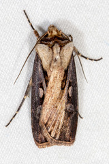 Agrotis volubilis