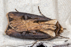 Agrotis volubilis
