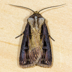 Agrotis volubilis