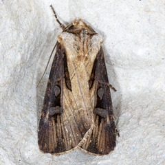 Agrotis volubilis