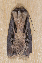 Agrotis volubilis