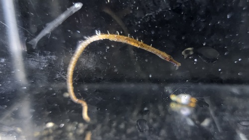 Harige zeenaald (Urocampus nanus) — Syngnathidae