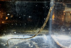Barbed Pipefish photo 3