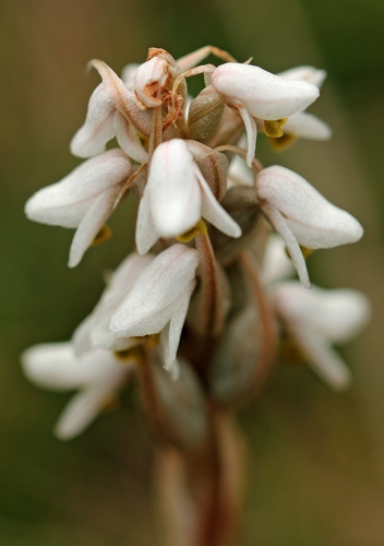 Zeuxine strateumatica