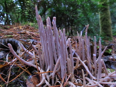 Alloclavaria purpurea
