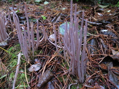 Alloclavaria purpurea