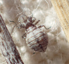 Camelopsocus tucsonensis