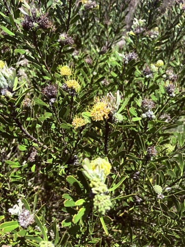 Leucospermum muirii, photograph 4