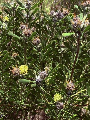 Leucospermum muirii, photograph 3