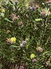Leucospermum muirii, photograph (c) Christina, some rights reserved (CC BY)