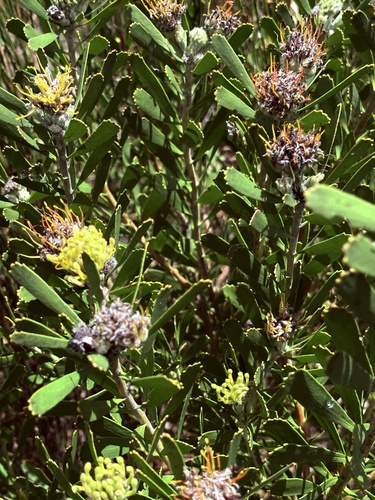 Leucospermum muirii, photograph 5