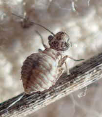 Camelopsocus tucsonensis