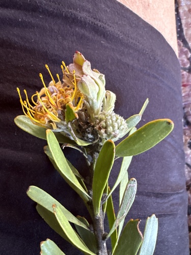 Albertinia Pincushion (Leucospermum muirii)