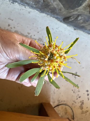 Leucospermum muirii, photograph 6