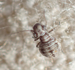 Camelopsocus tucsonensis