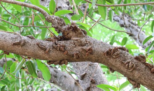 Ficus sansibarica, photograph 2
