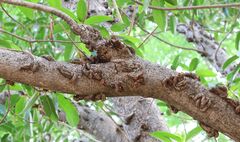 Ficus sansibarica, photograph (c) Alan Manson, some rights reserved (CC BY)