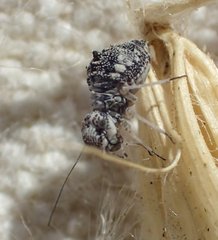 Camelopsocus tucsonensis