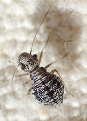 Camelopsocus tucsonensis